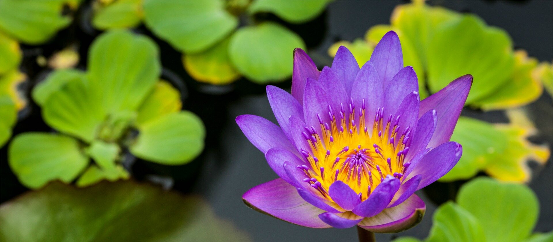 #caption1 What is Padmaja?